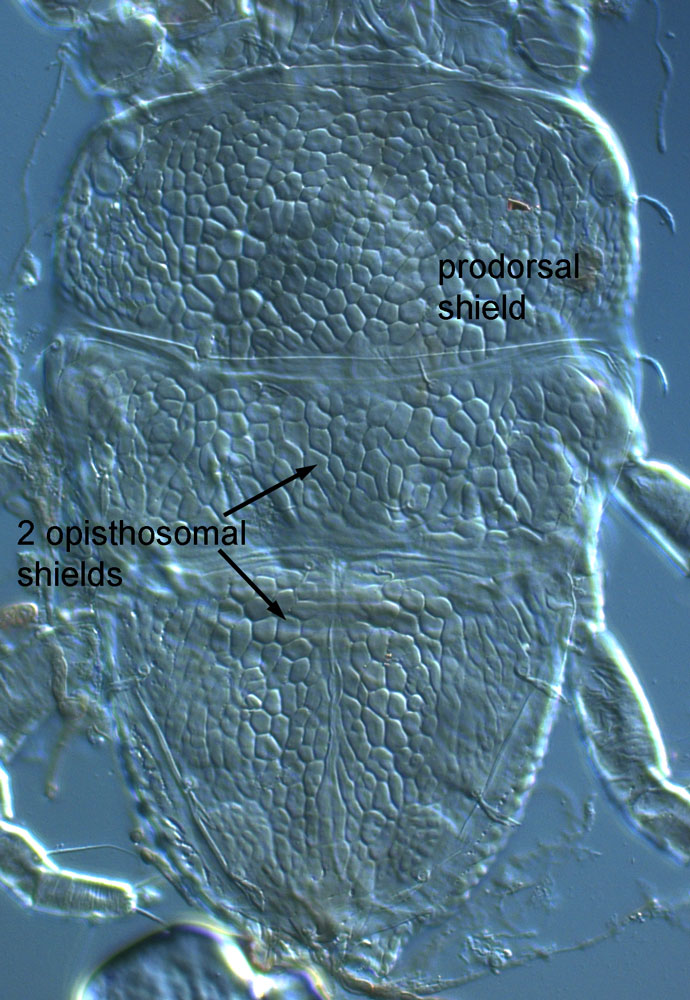 Figure 14: male Brevipalpus with 2 opisthomal shields