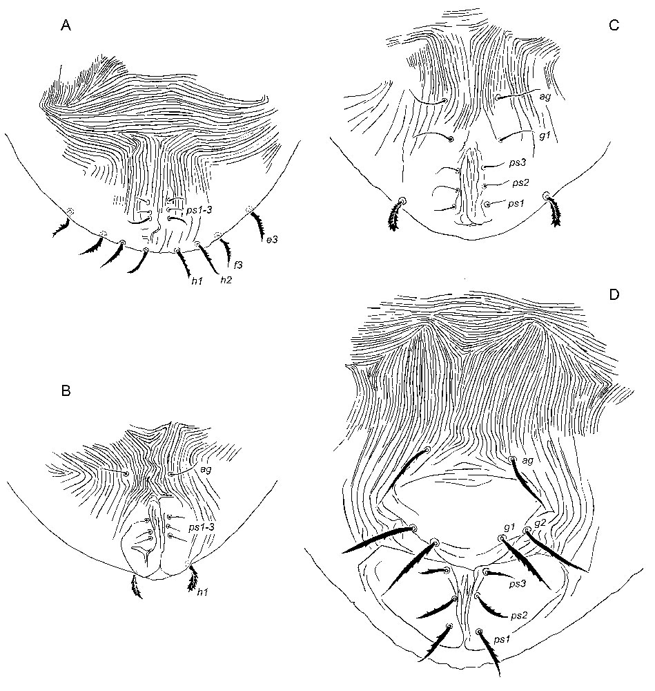 Figure 15: immature posterior venters of larva (a), protonymph (b), deutonymph (c), and female (d)
