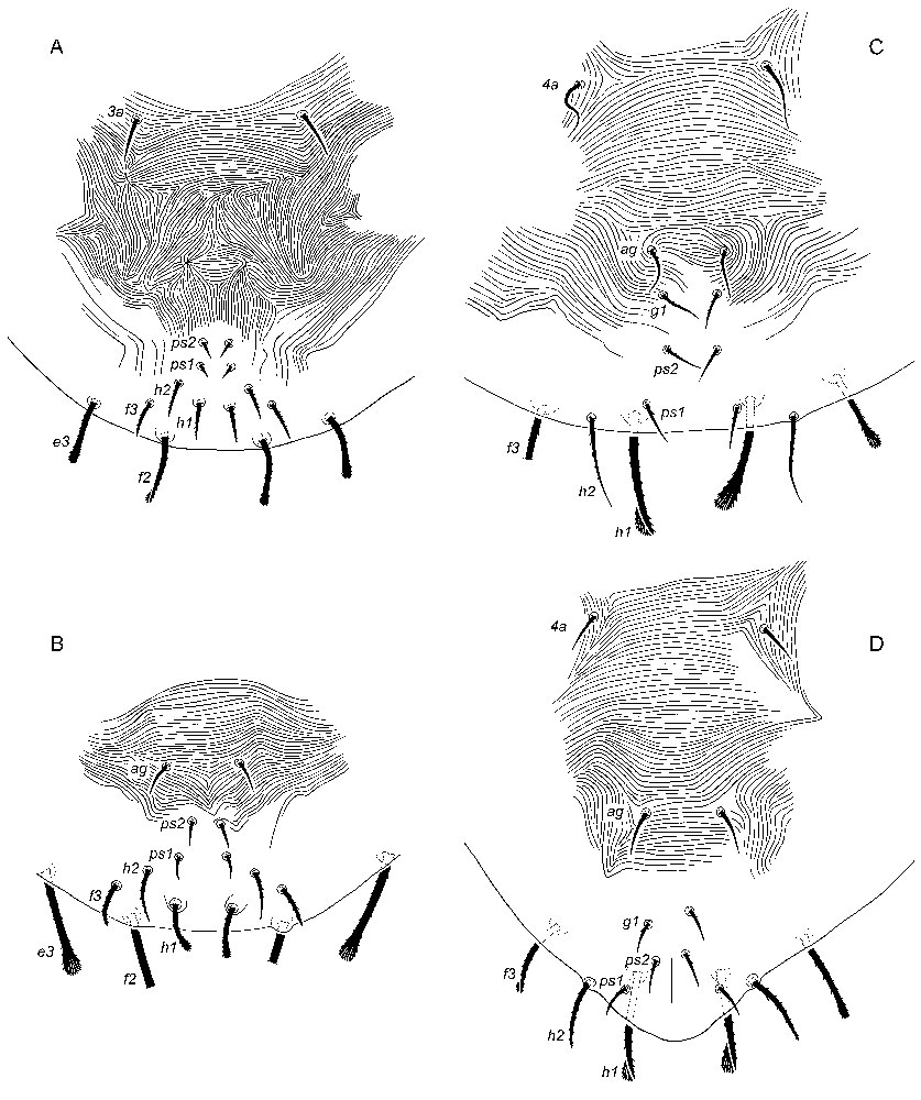 Figure 16: immature posterior venters of larva (a), protonymph (b), and female (c) and male deutonymph (d)