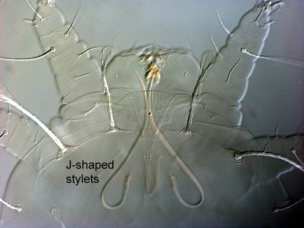Figure 1: J-shaped mouthparts are characteristic of the superfamily Tetranychoidea.