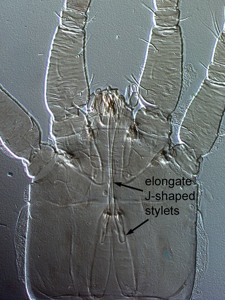 Figure 2: J-shaped mouthparts are characteristic of the superfamily Tetranychoidea.