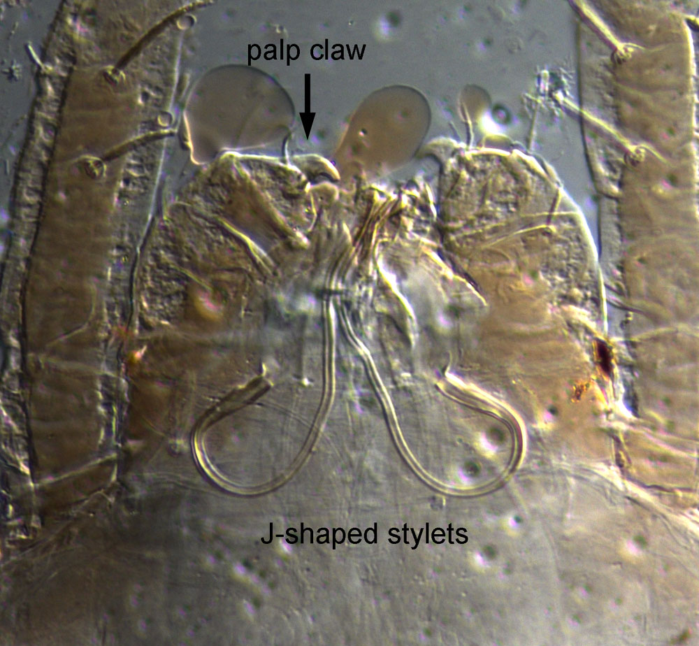 Figure 3: J-shaped mouthparts and palp claw