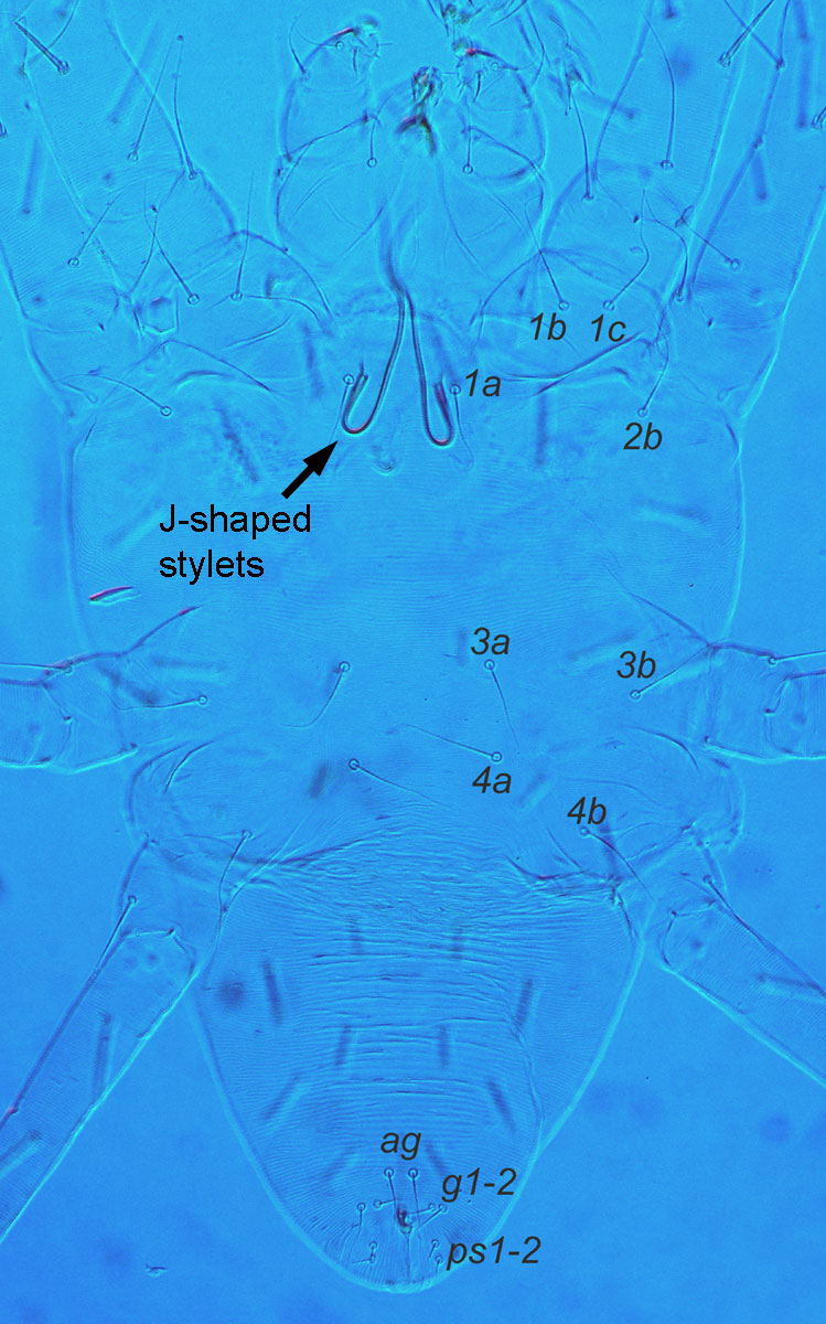 Figure 4: J-shaped mouthparts are characteristic of the superfamily Tetranychoidea