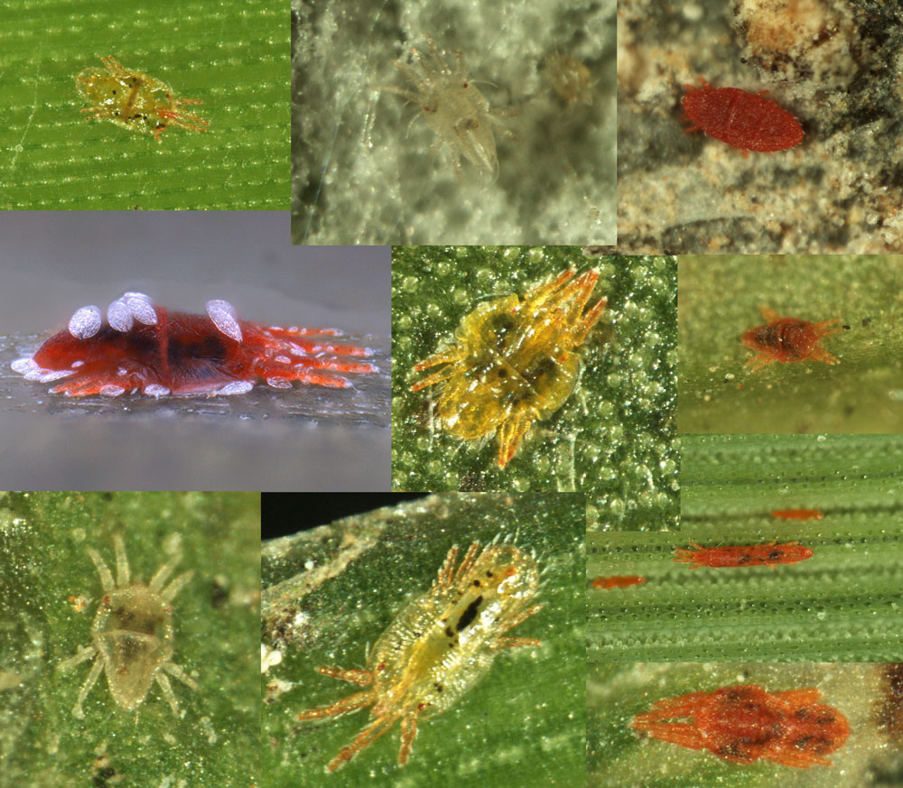 Figure 6: Flat mites in a range of shapes and colors