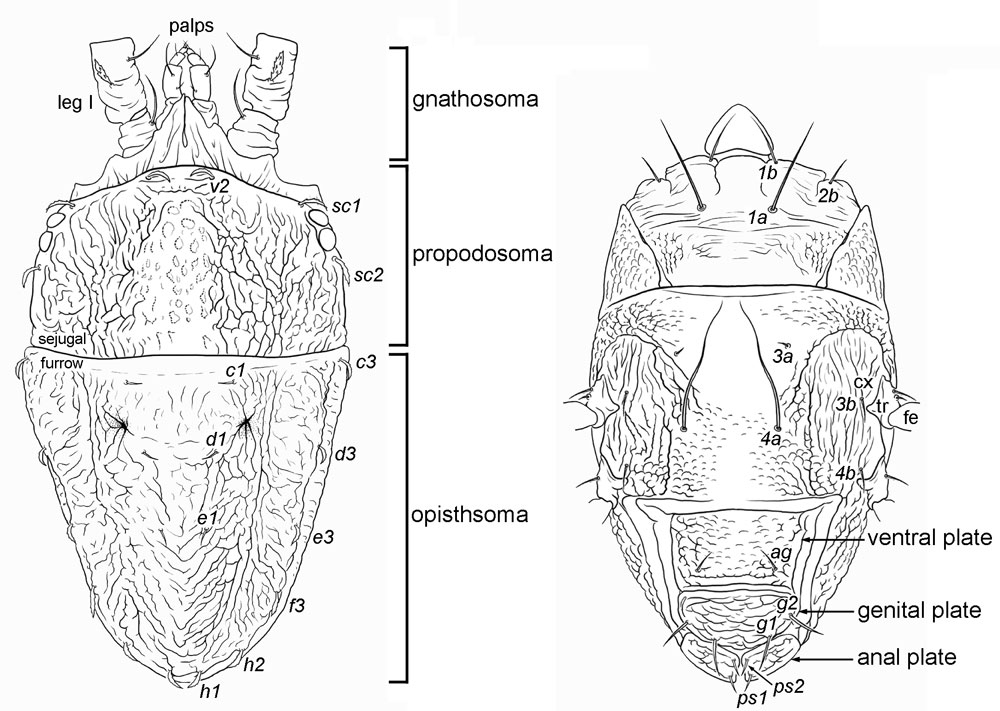 Figure 7: general Brevipalpus body plan