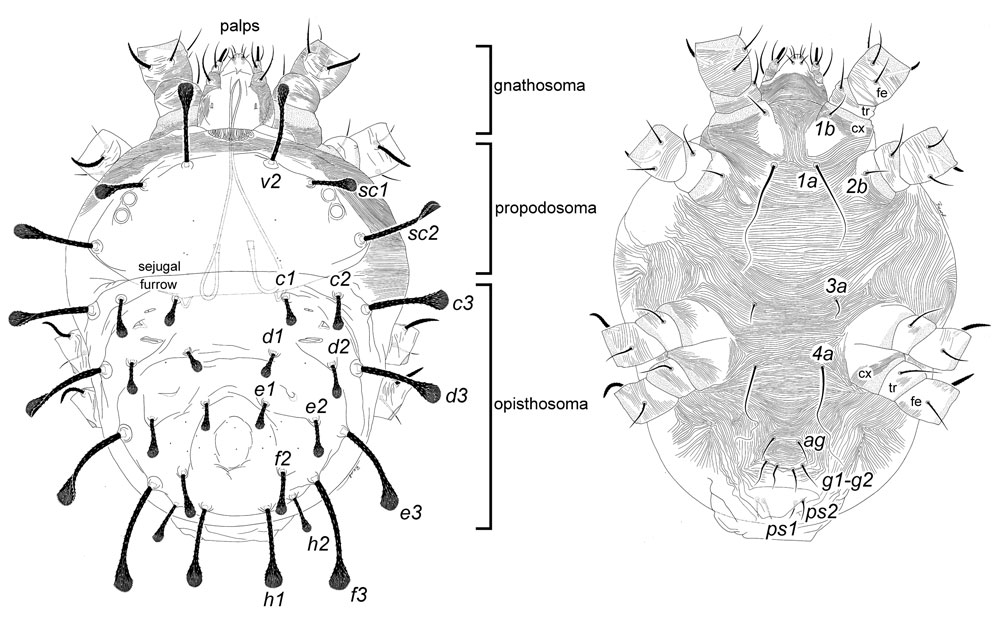 Figure 8: general Raoiella body plan