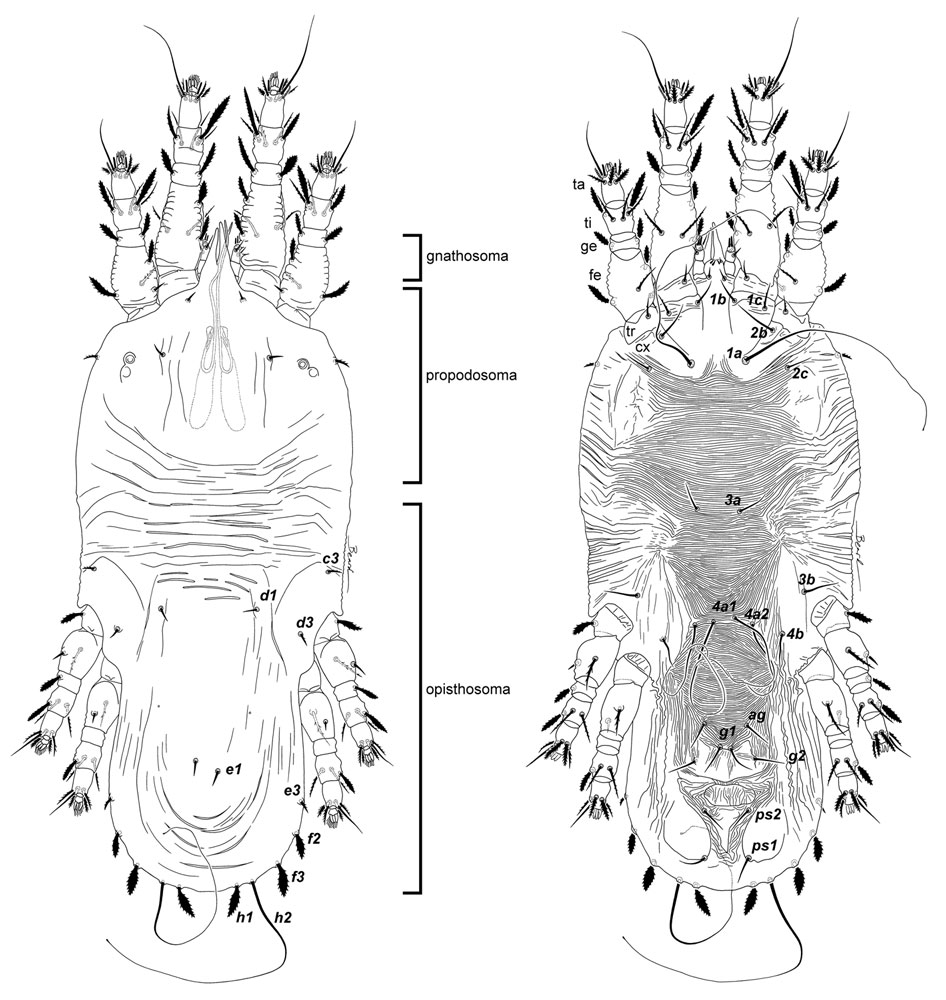 Figure 9: general Acaricis body plan