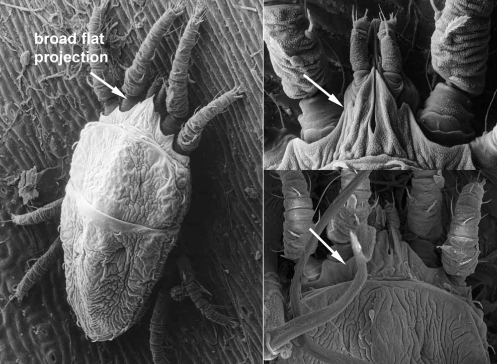            Fig. 6.   Brevipalpus  adult female dorsum,   indicating broad flat projection on anterior margin of prodorsum (images: Eric   Erbe, USDA).   