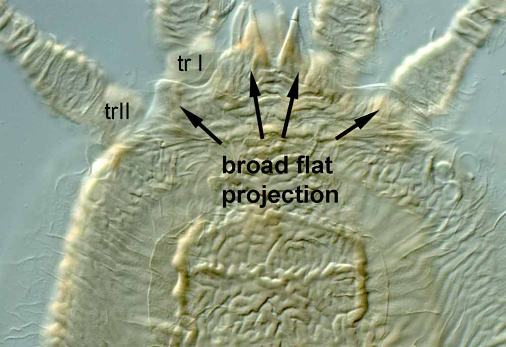            Fig. 5.   Tenuipalpus  sp. female anterior   prodorsum, with detail of broad flat projection.   