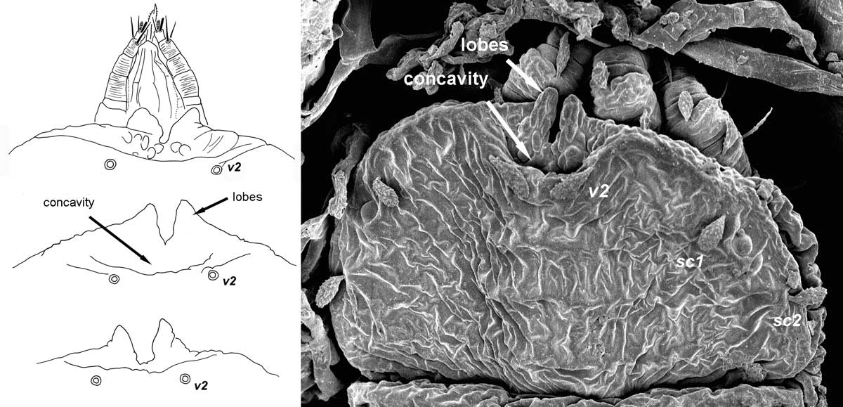            Fig. 2.   Meyeraepalpus delfinadae  female anterior margin of   prodorsum, indicating triangular lobes and concavity.   