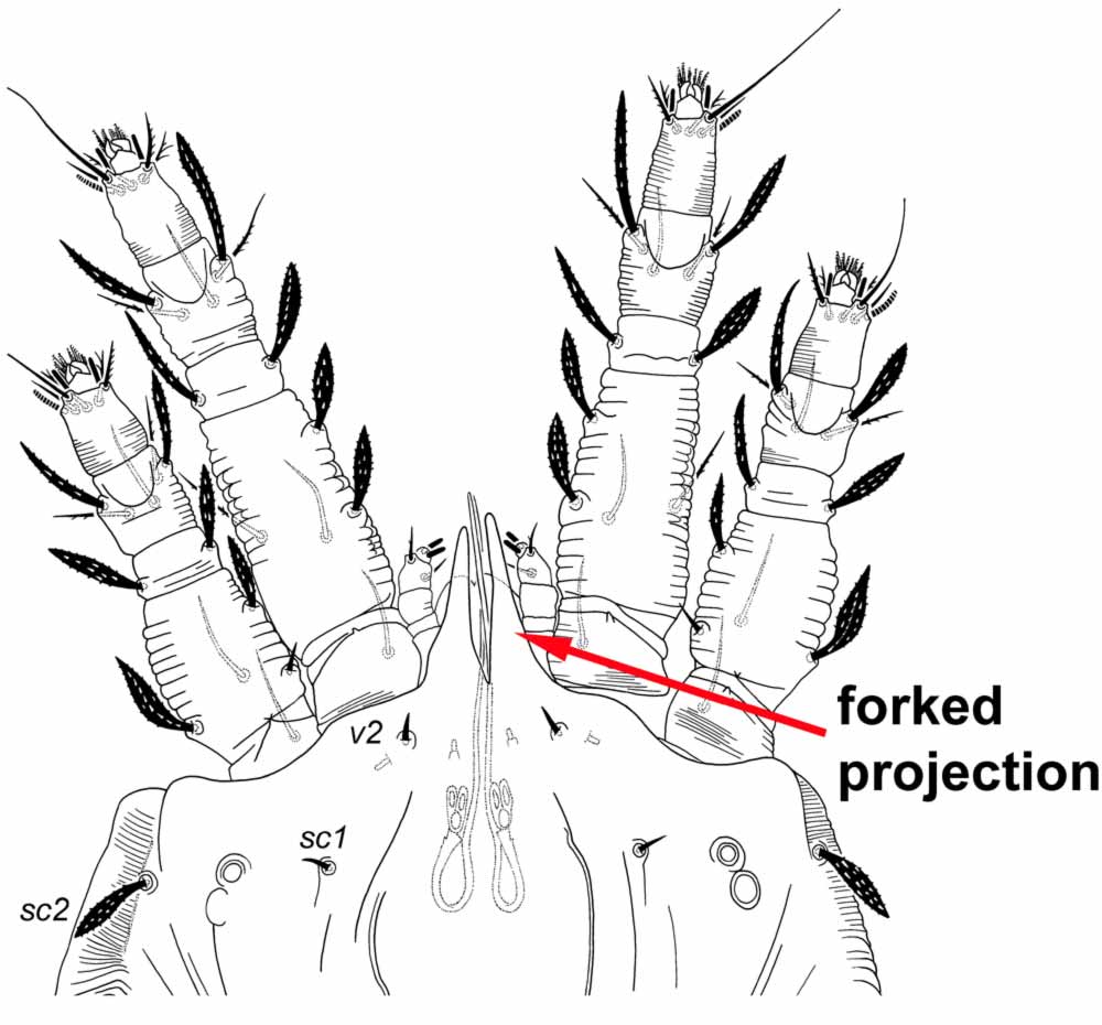            Fig. 2.   Acaricis plana  female   anterior margin of the prodorsum indicating forked   projection.   