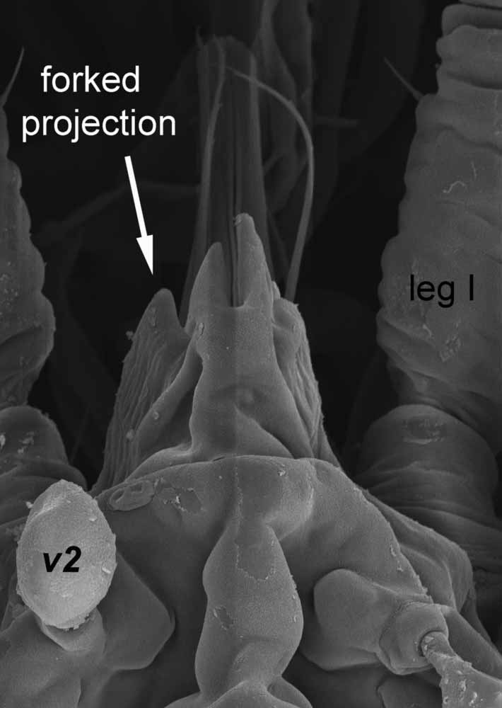            Fig. 3.   Lisaepalpus smileyae  female, anterior   projection of prodorsum (image: Gary Bauchan,   USDA-ARS).   
