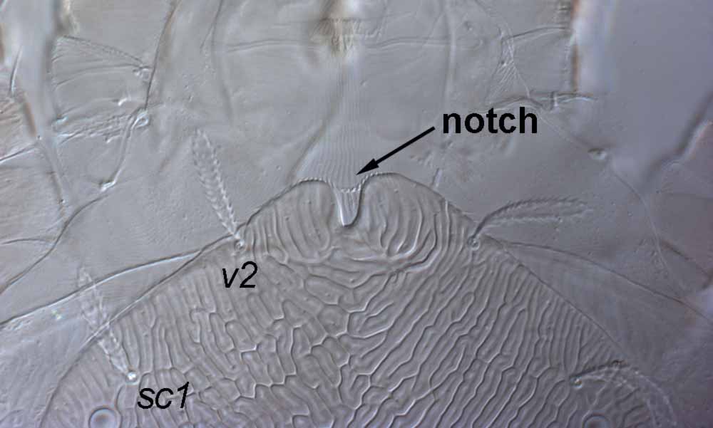            Fig. 6.   Pentamerismus   wardo  sp. nov.   Seeman amp; Beard, female anterior dorsum, indicating   notch.    