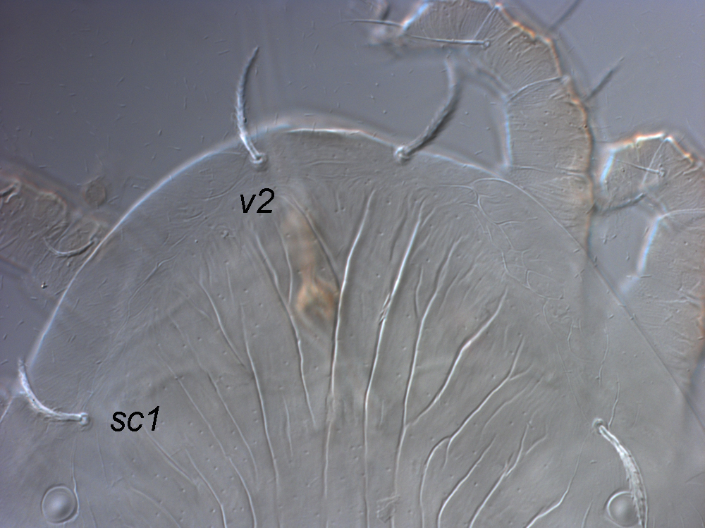            Fig. 4.   Crossipalpus   raveni  sp. nov.   Beard amp; Seeman female anterior margin of prodorsum.   