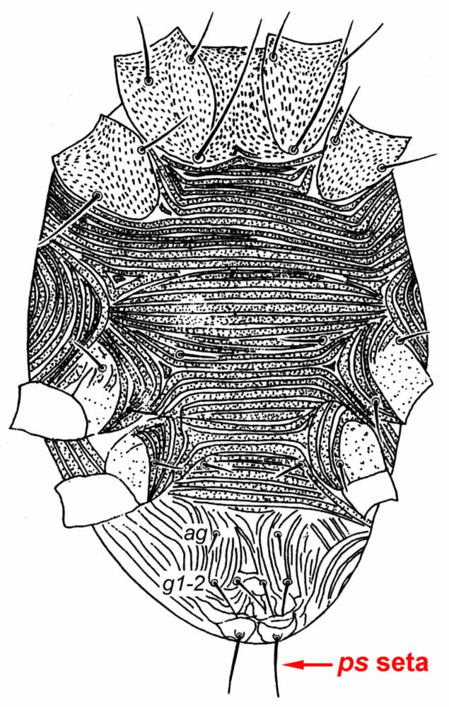            Fig. 3.   Krugeria ramosa  female venter -   indicating one pair  ps  setae (after Meyer   1979).   