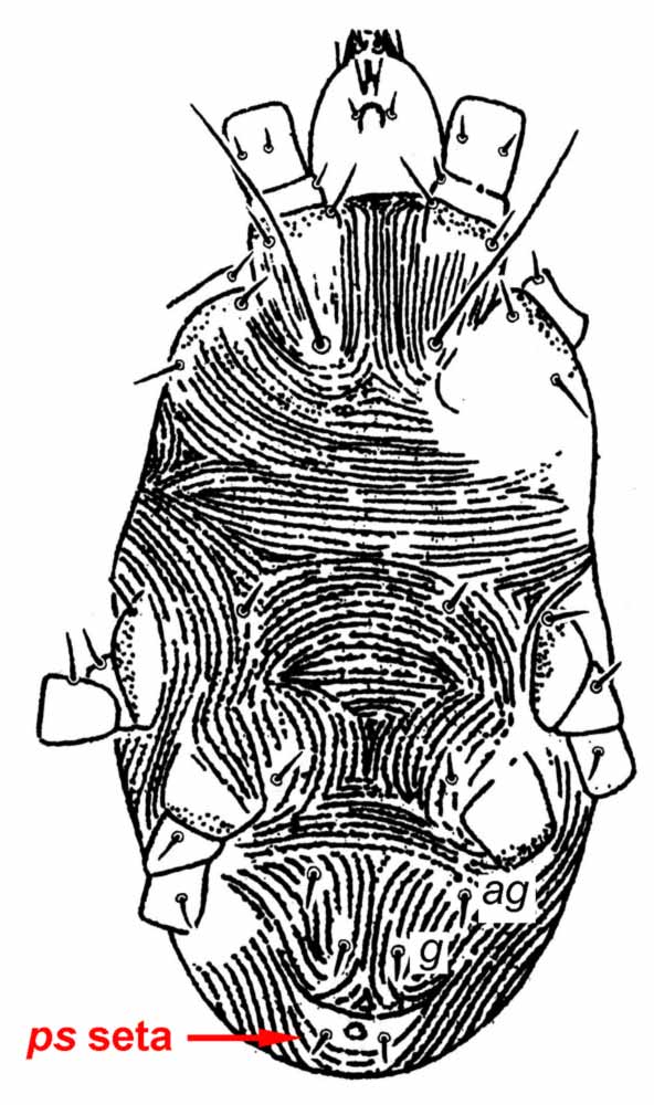            Fig. 3.   Obduloides rajamohani  female venter,   indicating one pair  ps  setae (after Baker amp; Tuttle   1975).   