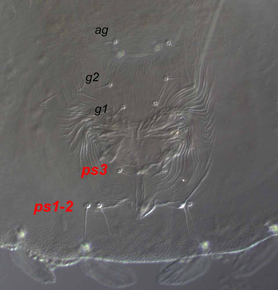            Fig. 5.   Urigersonus bunyai  female venter,   with detail of genital region.   