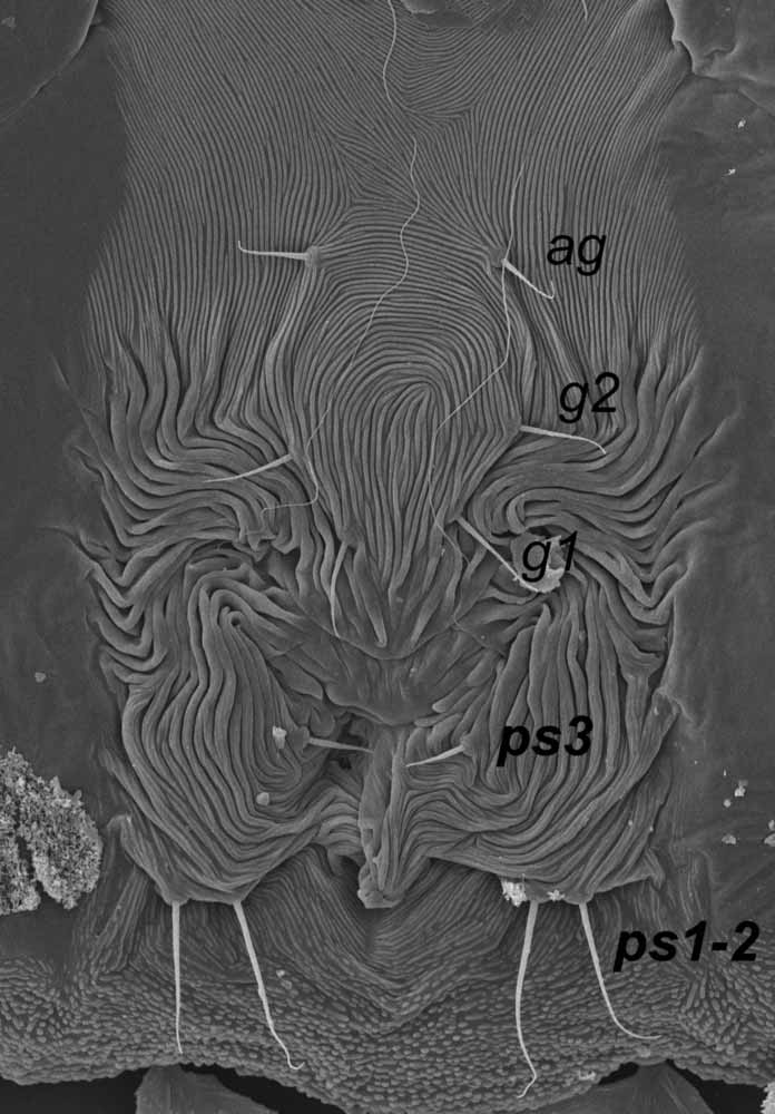            Fig. 6.   Urigersonus bunyai  female   venter, detail of genital region (image: Gary Bauchan,   USDA-ARS).   