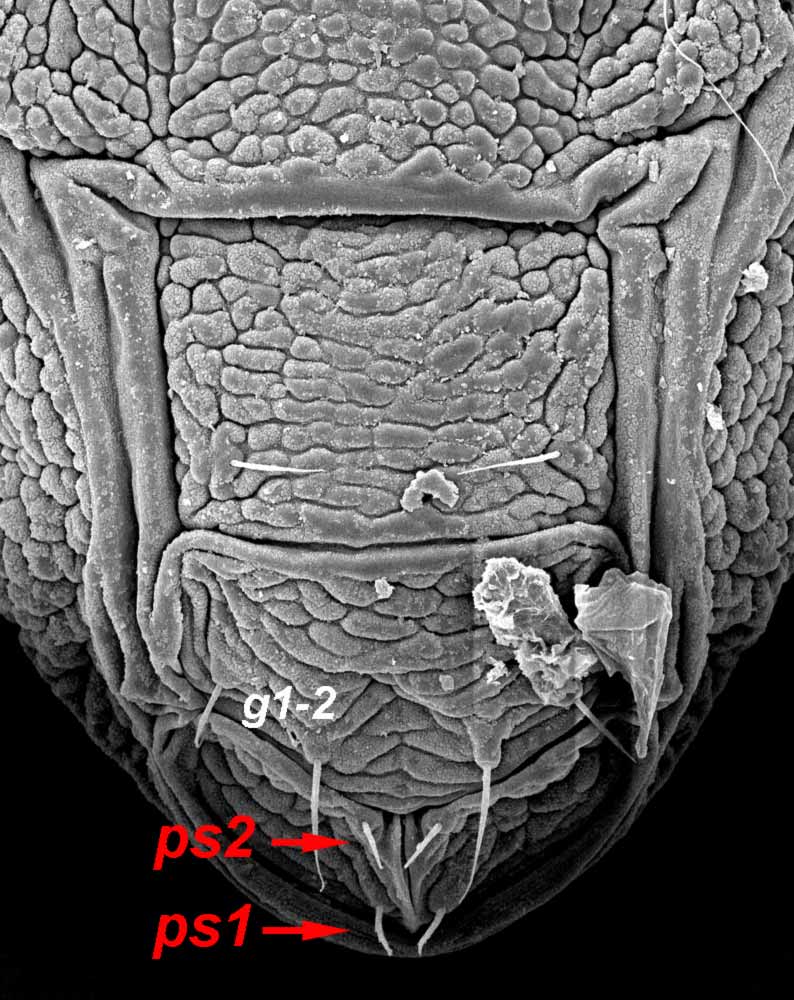            Fig. 9.   Brevipalpus chilensis  female venter   - ventral amp; genital plates (image: Gary Bauchan,   USDA-ARS).   