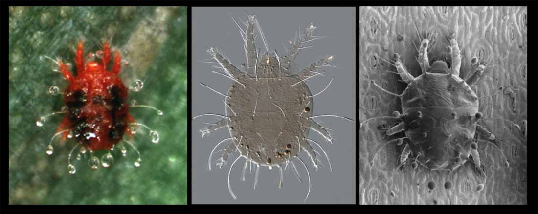            Fig. 1.   Raoiella indica  - alive, DIC, low temperature SEM (SEM   image - Eric Erbe).   