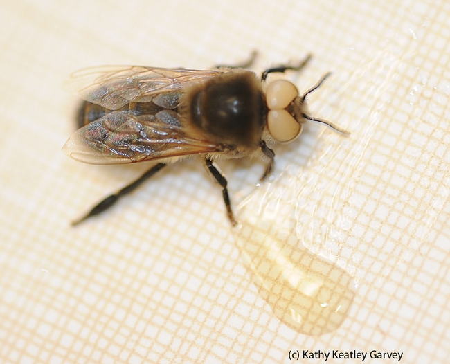 Drone with white eyes; photo by Kathy Keatley Garvey