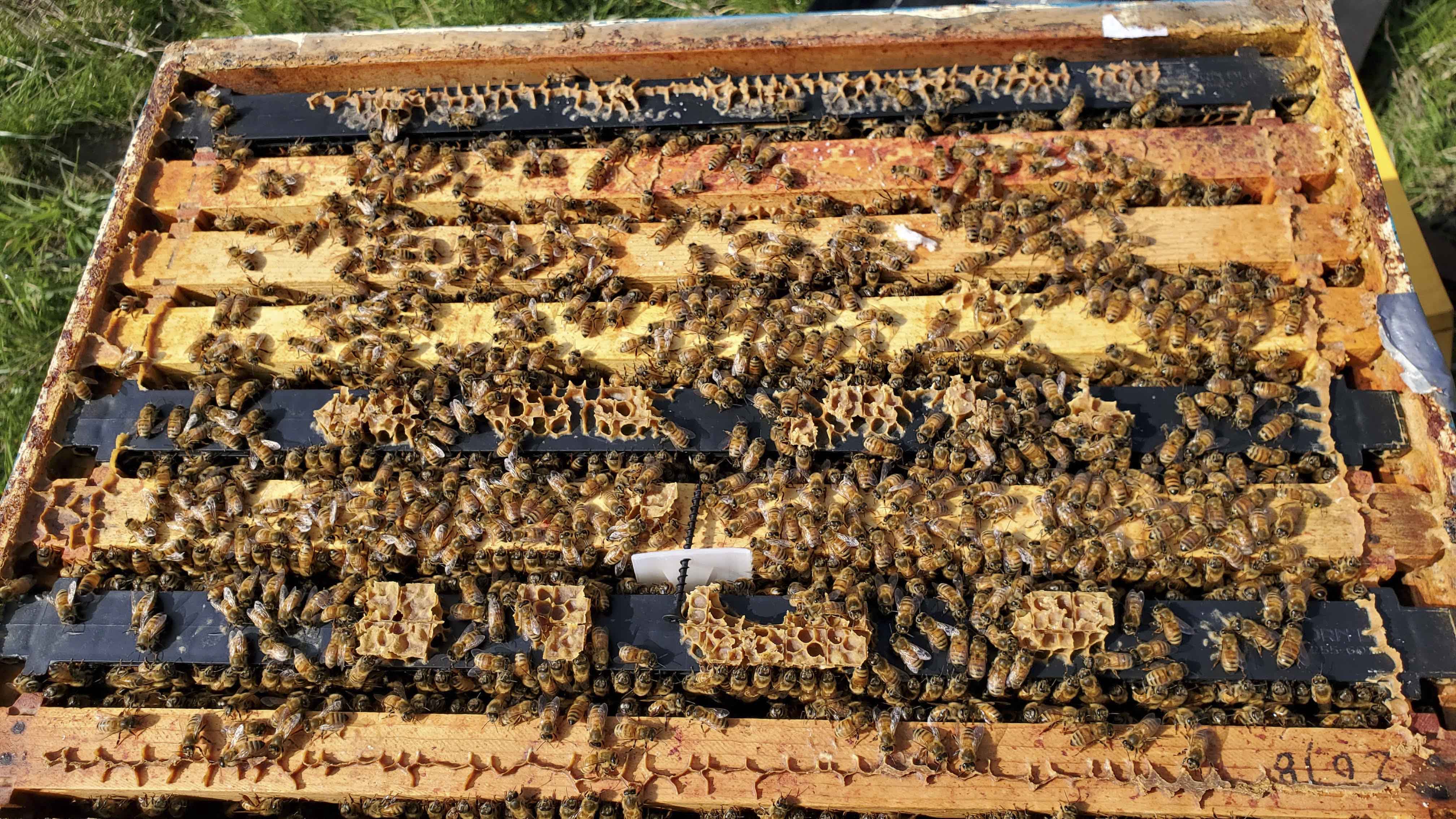 Burr comb on top bars enable bees to access box above. NOTE Apivar mite control strip between second and third frames; photo by: Dewey M. Caron