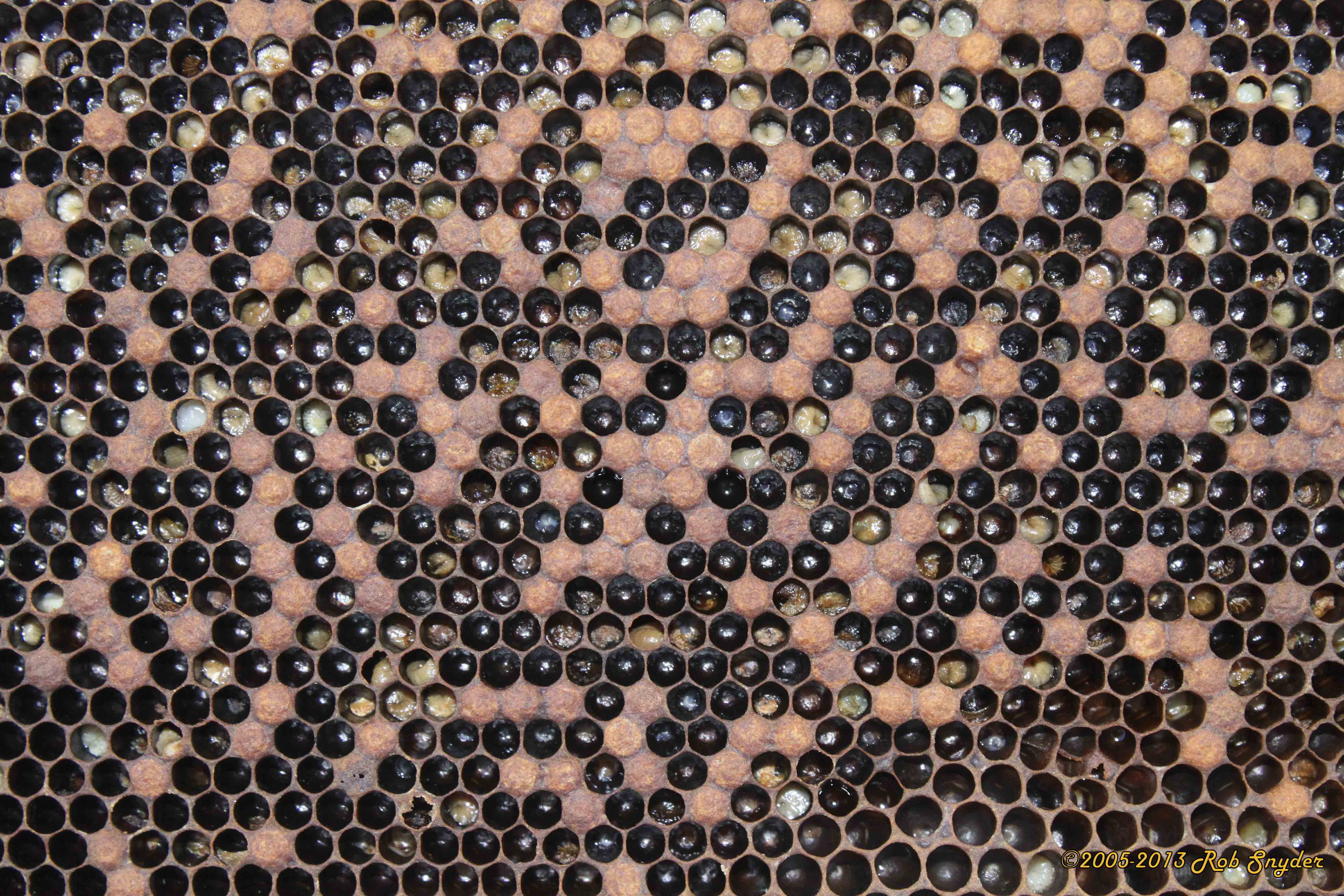 Spotty capped brood pattern; photo by Rob Snyder