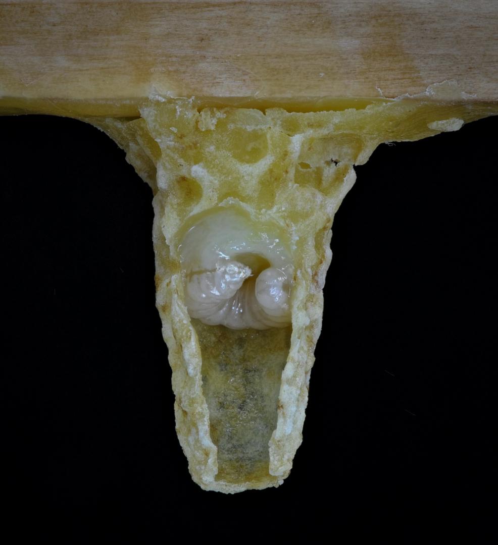 Developing queen larva; photo by: Dan Borkoski