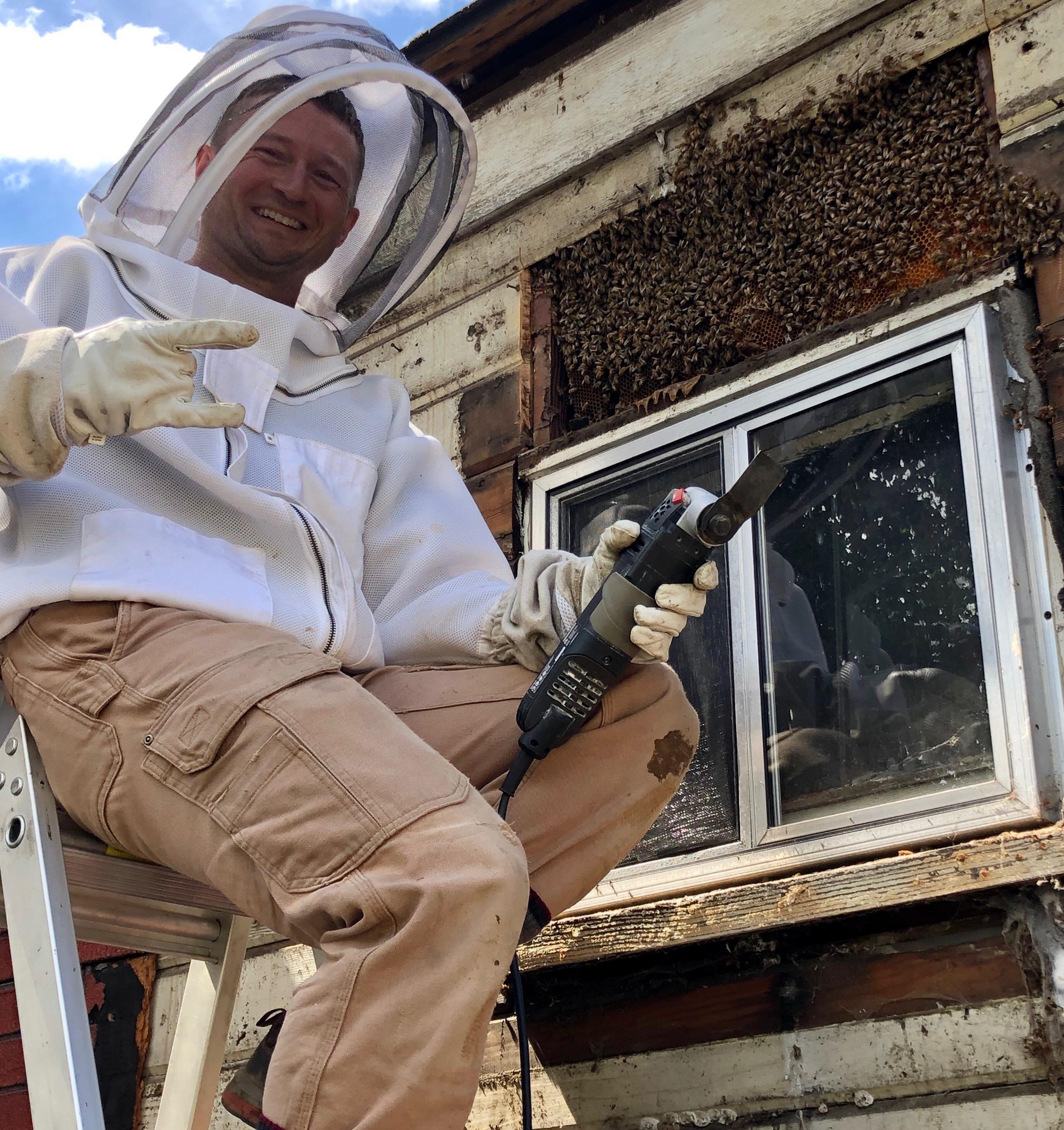 Feral bee nest above window, exposed and ready for removal and transfer to hive; photo by Dewey M. Caron