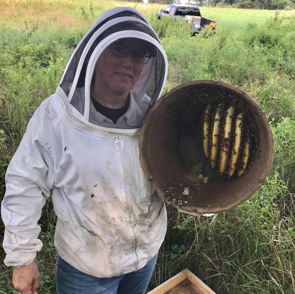 Bait hive capture in corrugated flower pot. Note parallel beeswax combs; photo by: Robyn Underwood
