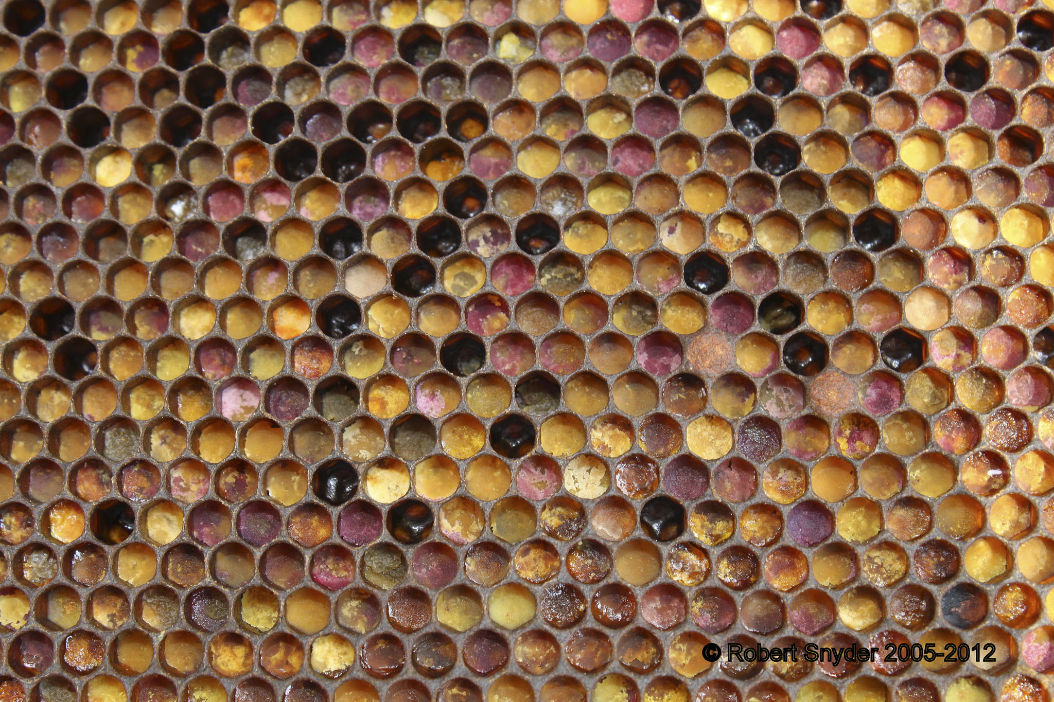 Bee bread stores; dark cells are empty; photo by Robert Snyder