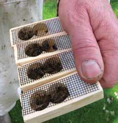 Caged queens with worker attendants in three-hole Porter shipping cage; photo by Jen Larsen