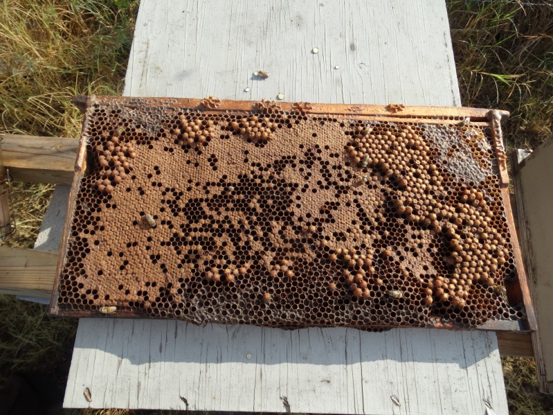 Capped drone brood interspersed among capped worker brood with large section of drone brood on right side; photo by Mark Dykes