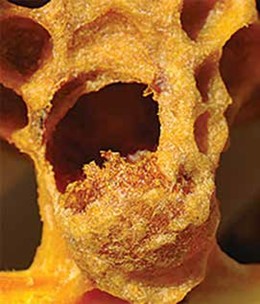 Hole chewed in side of queen cell, thus halting queen development; photo by Larry J. Connor