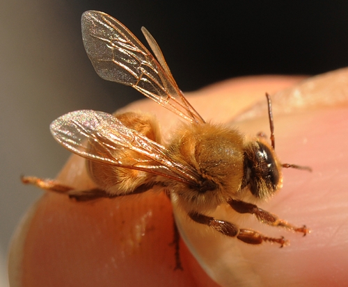 Unusual bee in colony, perhaps a gynandromorph with drone head and worker body features; abdomen appears to be malformed; photo by The BeeMD collection