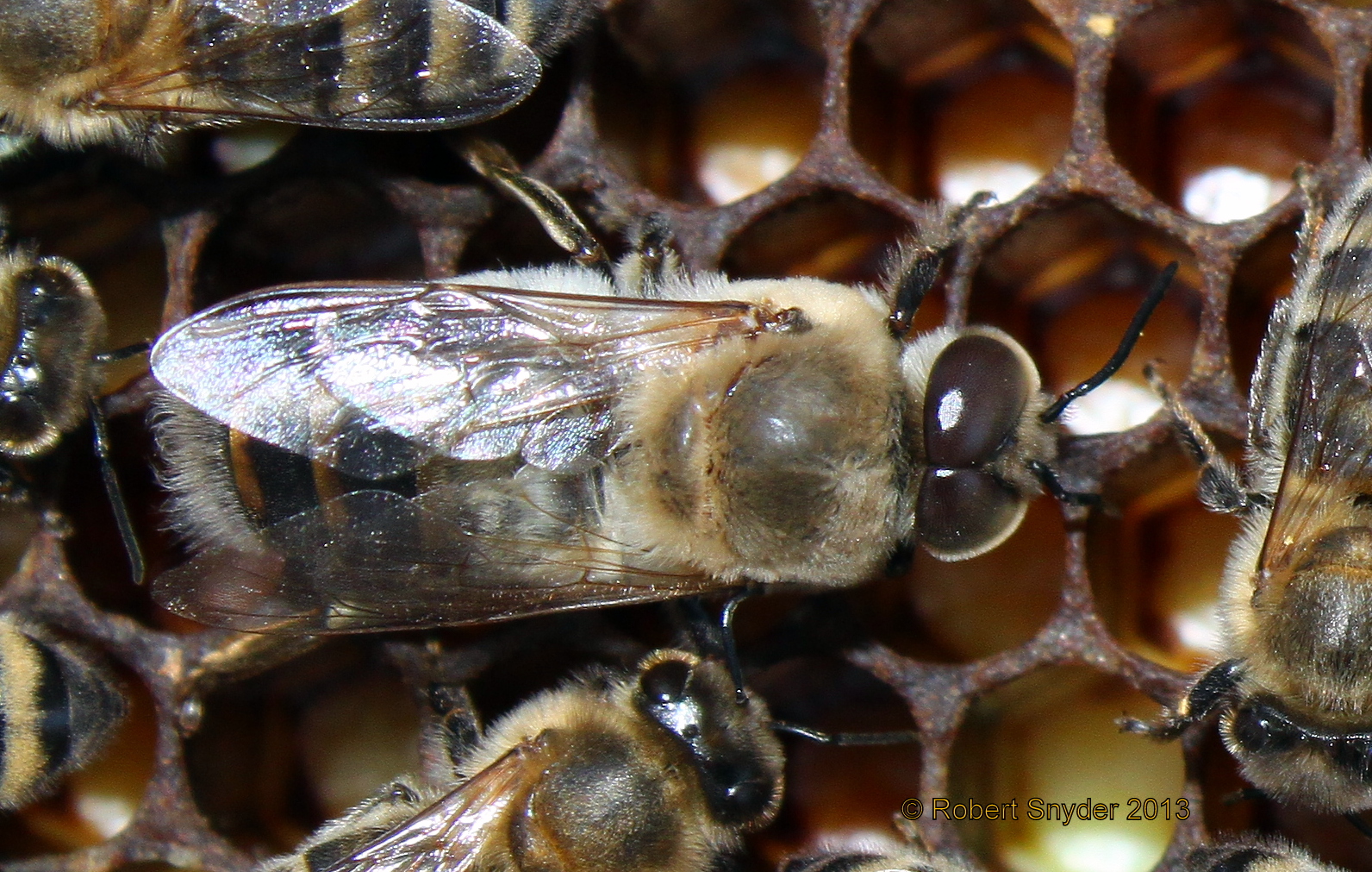 Drone adult; photo by The BeeMD photo collection