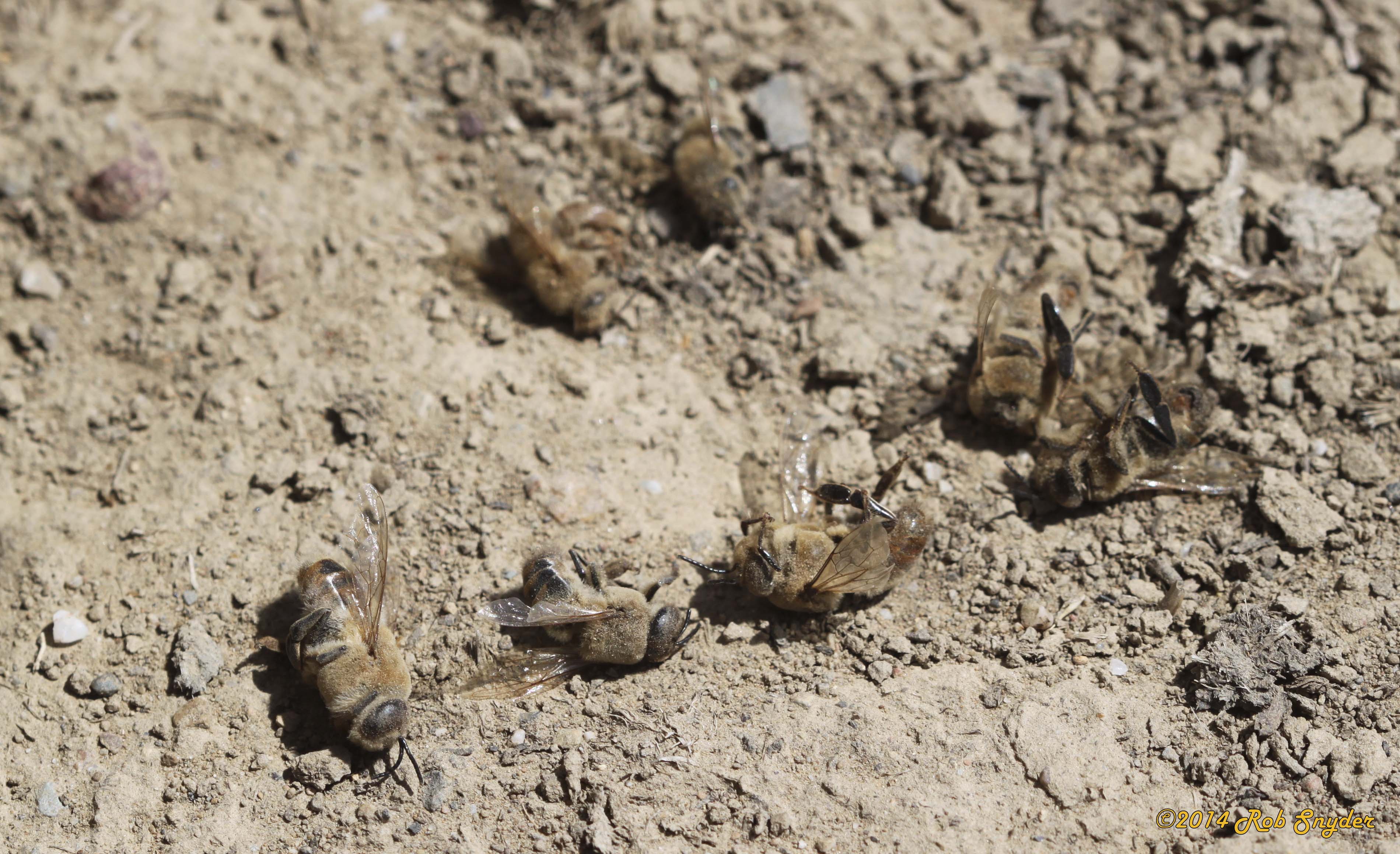 Drones expelled by colony in fall on the ground outside hive entrance; photo by The BeeMD photo collection