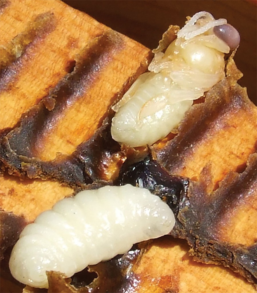 Drone pupa at purple eye stage (top); photo by Lawrence John Connor