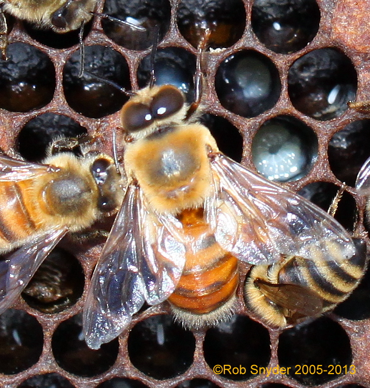 Drone on open brood; photo by The BeeMD photo collection