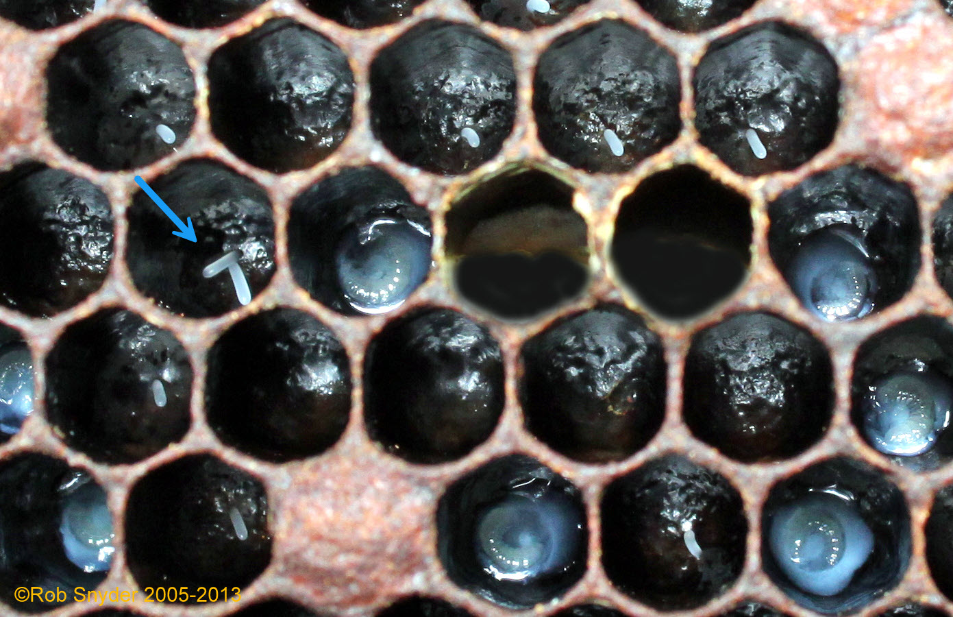 Queens deposit one egg per cell but occasionally may put more than one egg in a cell (arrow); photo by Robert Snyder