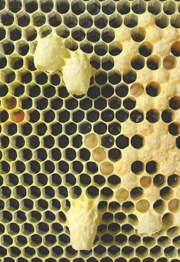 Emergency queen cells; photo by The BeeMD photo collection