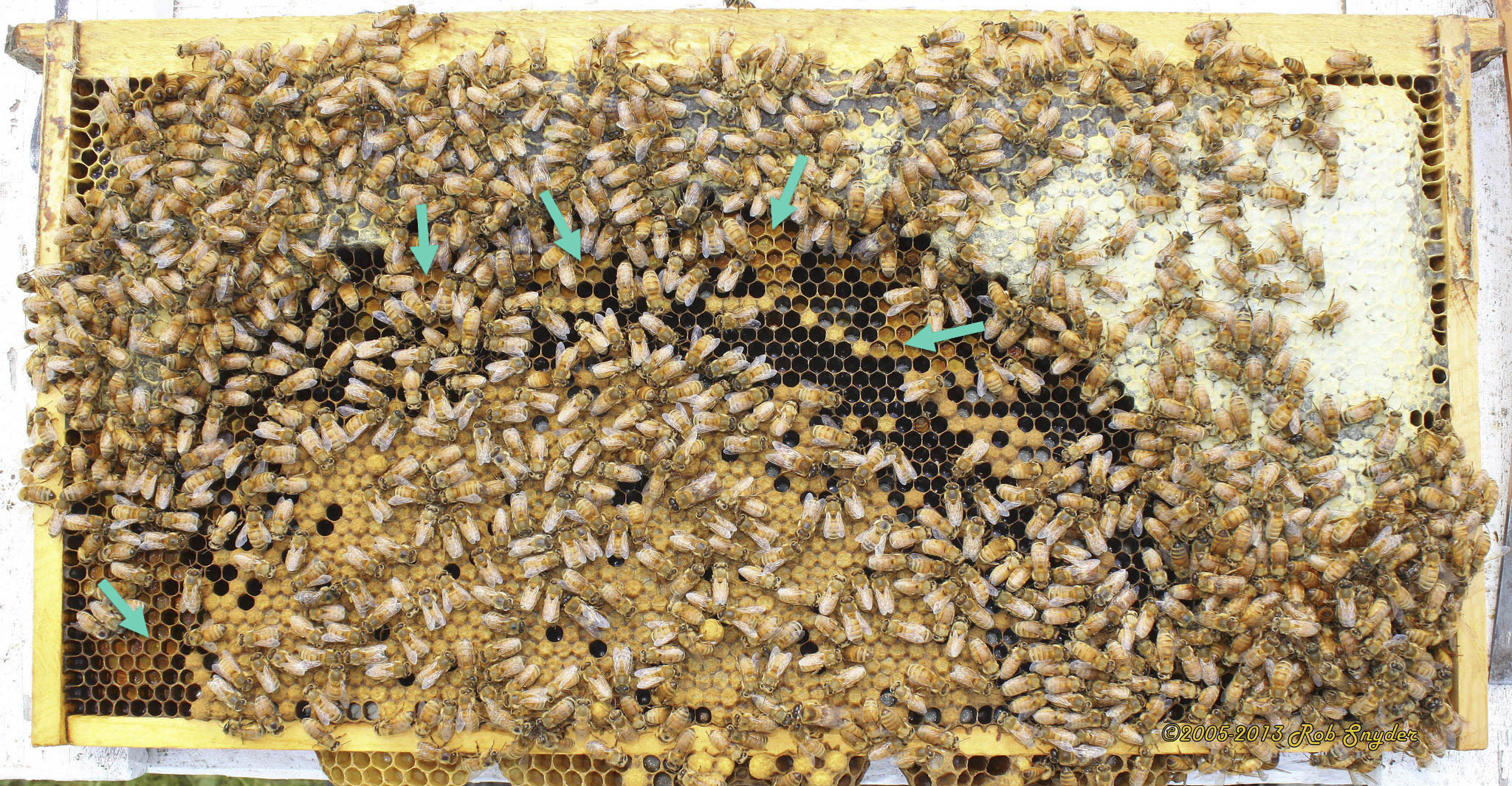 Good worker bee population; arrows indicate bee bread stores; photo by Dewey M. Caron