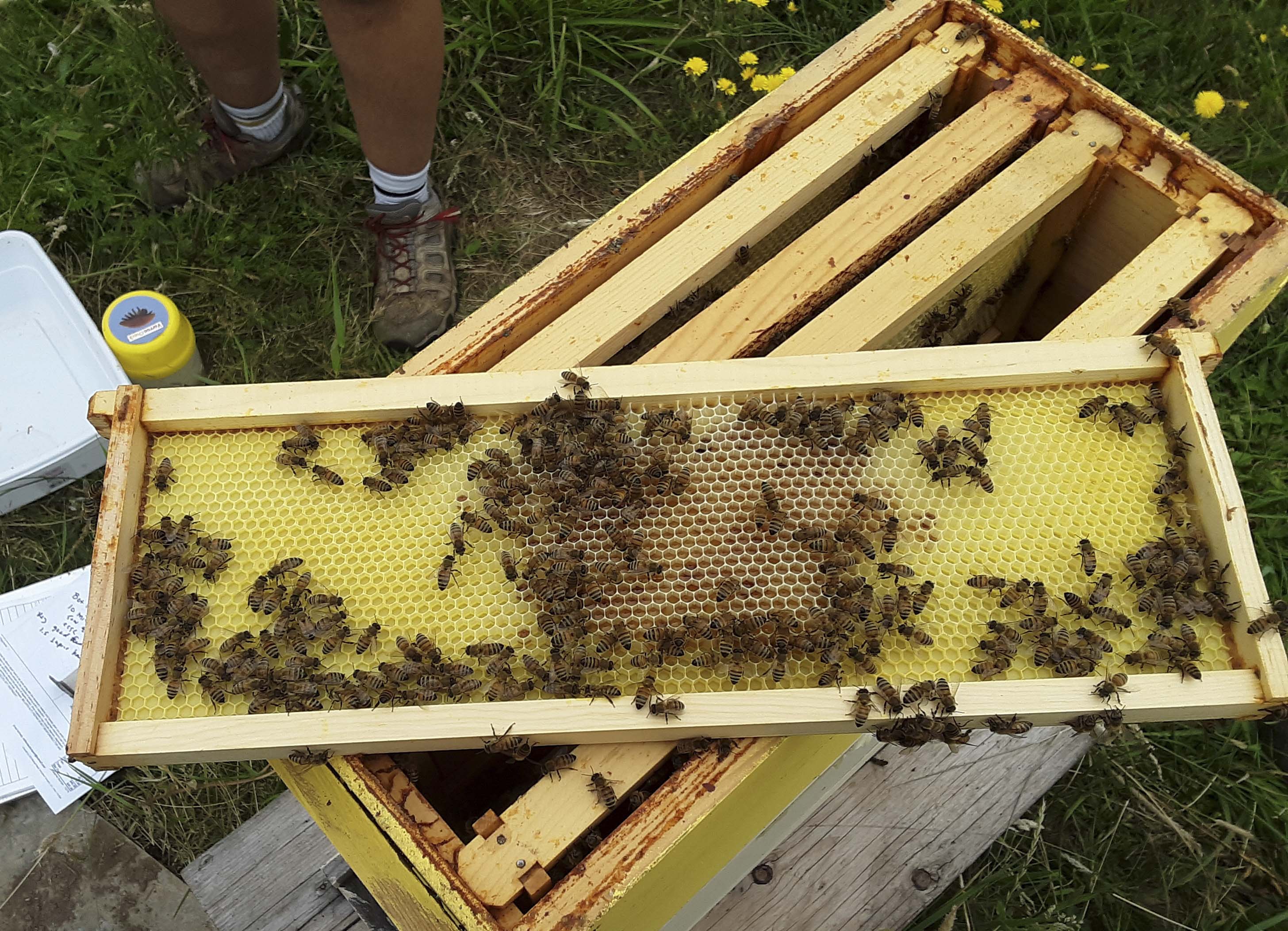 Drawing foundation; cells in center filling with nectar before fully drawn. Photo by Dewey M. Caron