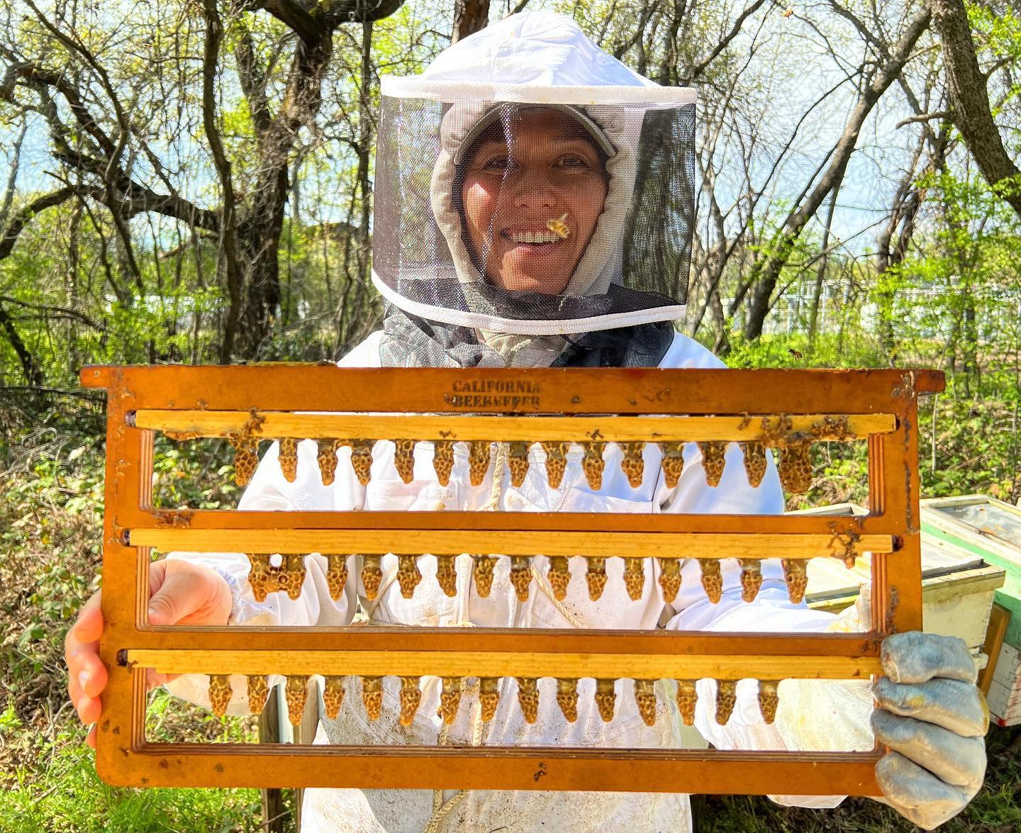Grafted queen cells; photo by Jose Uribe, The California Beekeeper