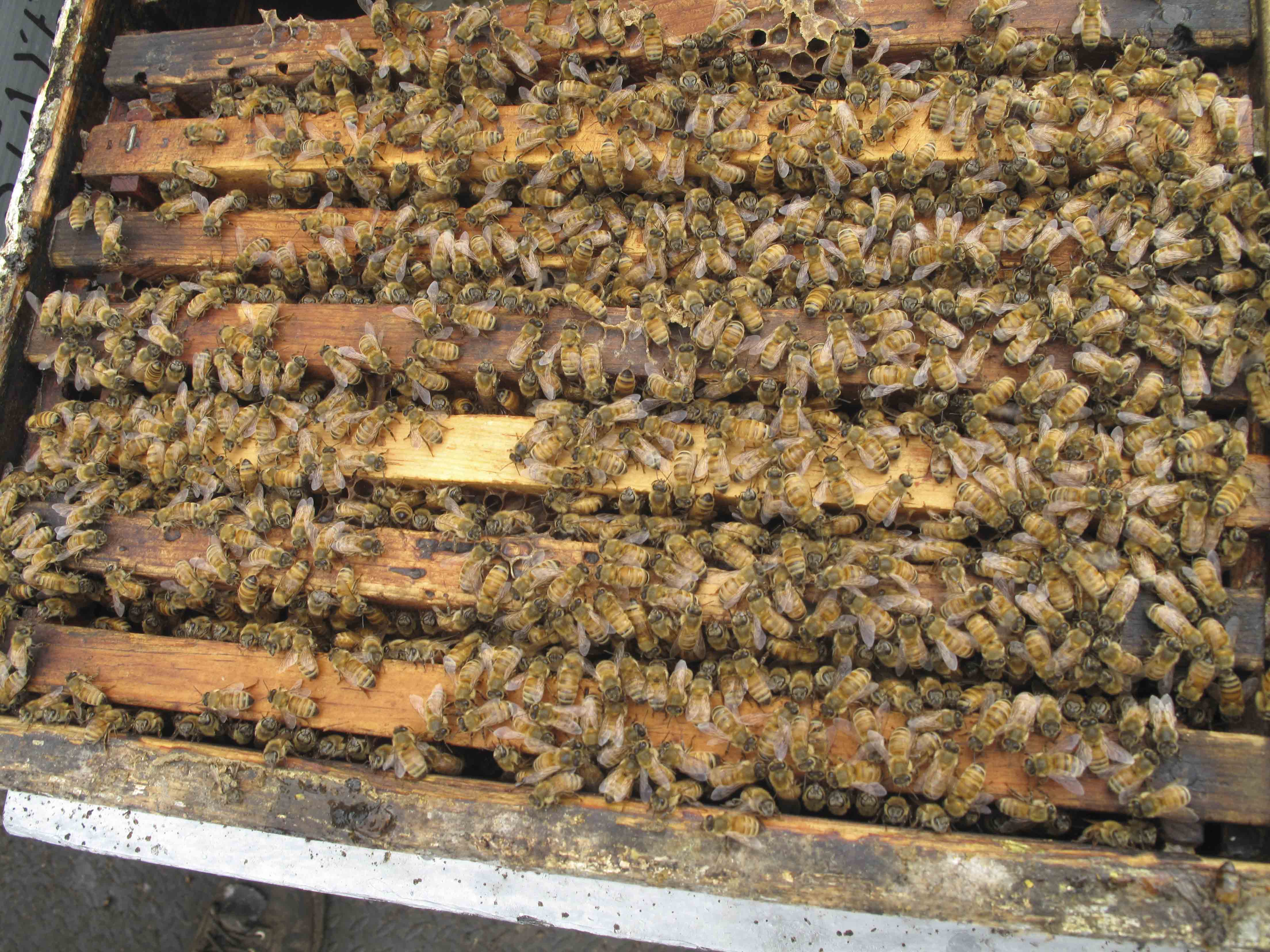 Strong adult population; photo by The BeeMD photo collection