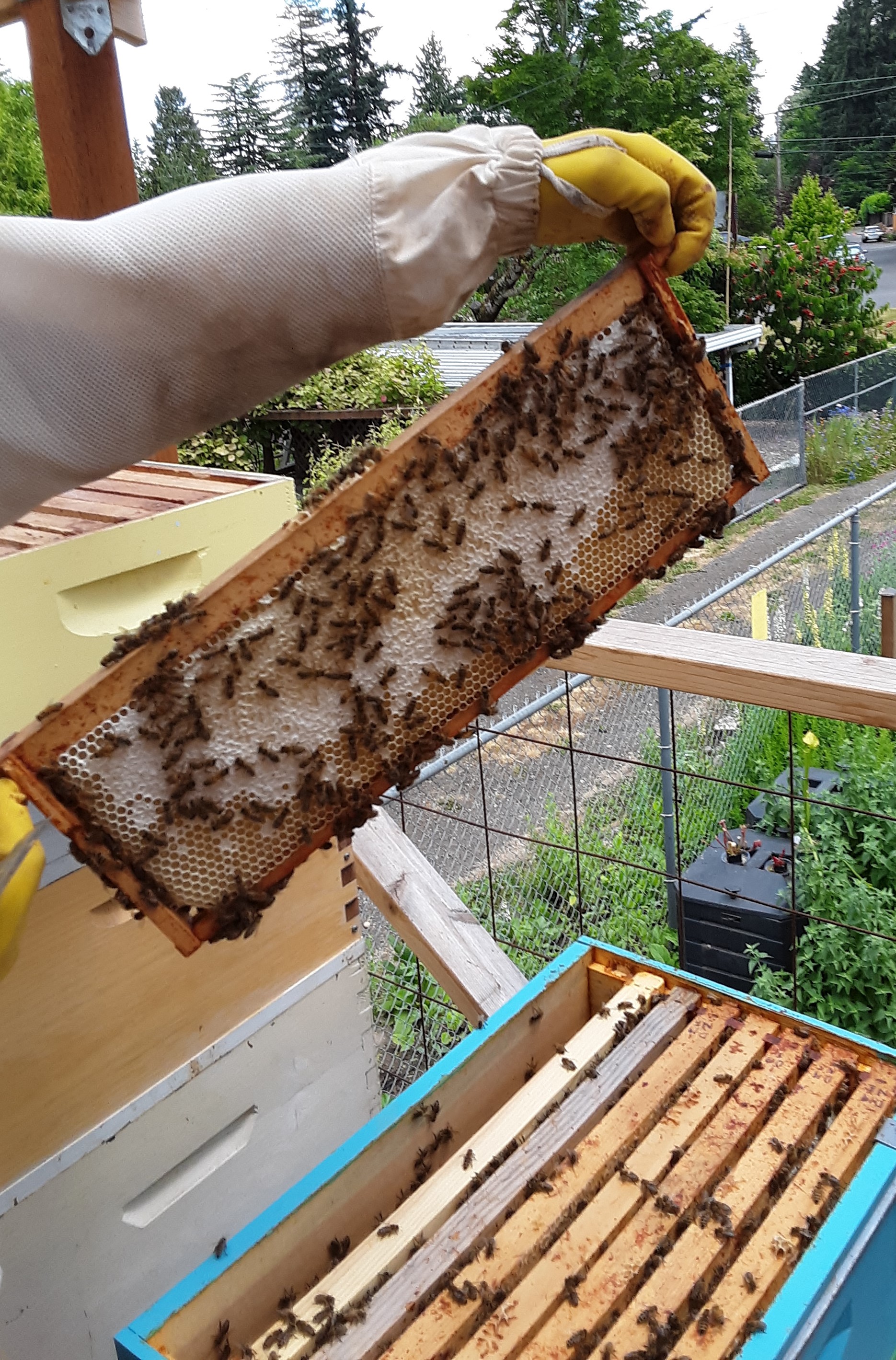 Frame of fully ripened and capped honey; photo by Dewey M. Caron