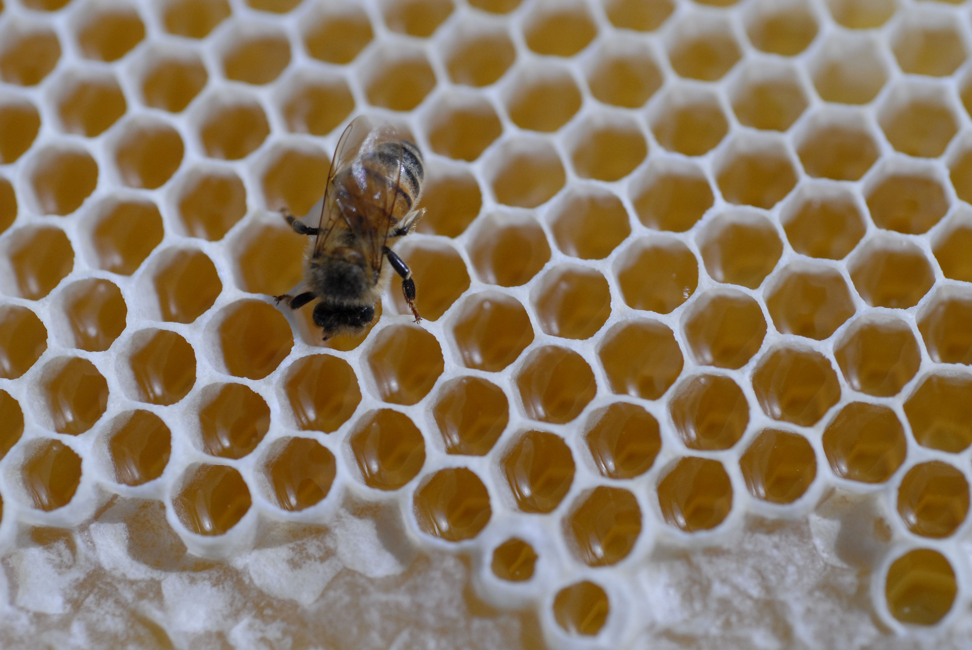 Nectar ripening, and capping started; photo by The BeeMD photo collection