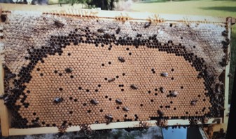Normal pattern of frame with capped worker brood semicircle below capped honey. photo by Dewey M. Caron
