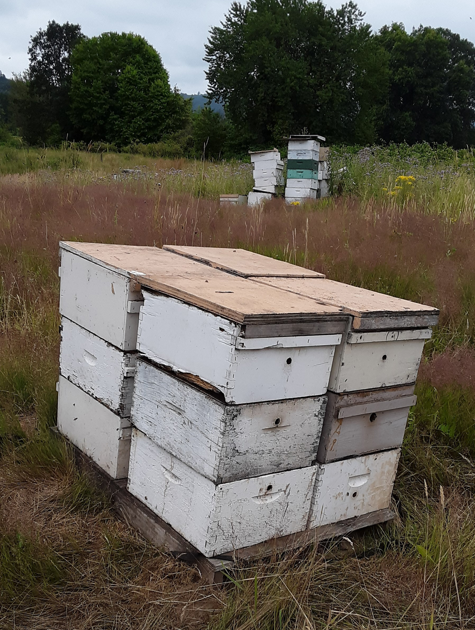 Commercial palletized colonies – four hives with three mediums each. Pile of extra equipment in background; photo by Dewey Caron