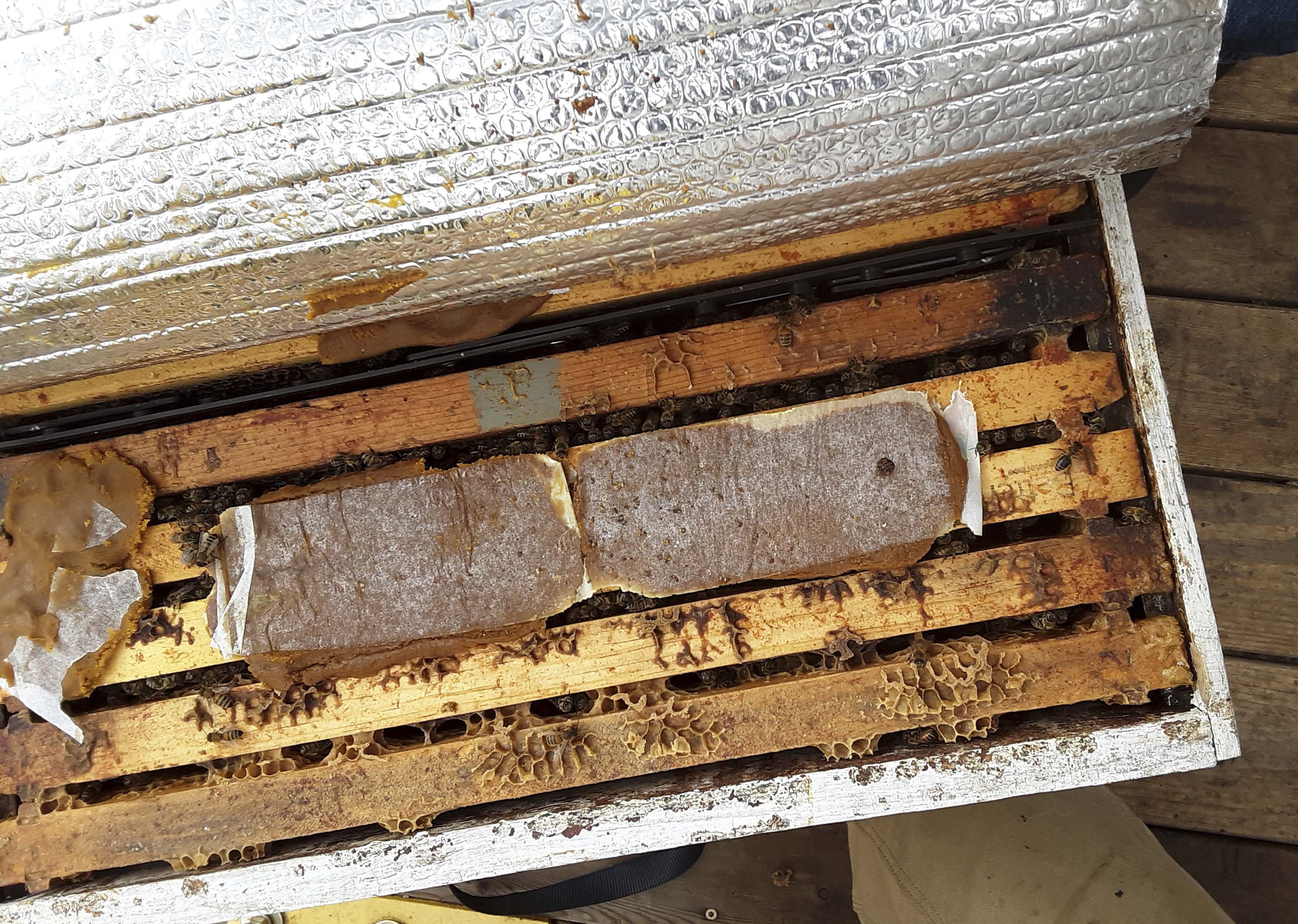 Feeding protein patties to nuc; shown is a double nuc in a standard box with divider and the top insulation pulled back on one of two nucs; photo by Dewey M. Caron